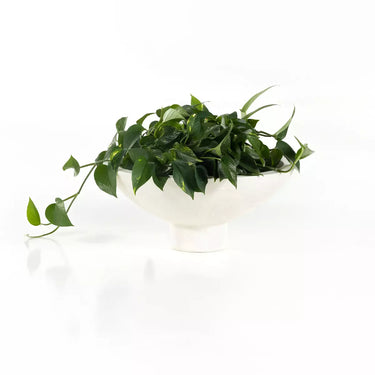 Pala Planter Set